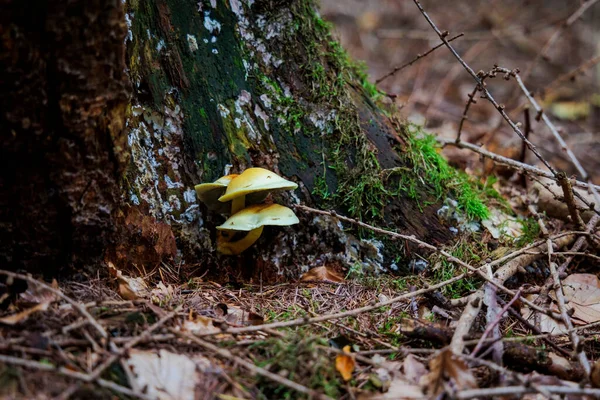 Bunte Pilze Auf Dem Bemoosten Waldboden — Stockfoto