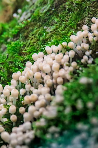 Bunte Pilze Auf Dem Bemoosten Waldboden — Stockfoto