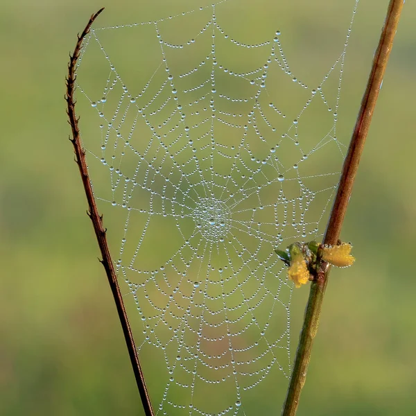 Dewy Spider Webs Morning Grasses Meadow Glisten Sun — Foto de Stock
