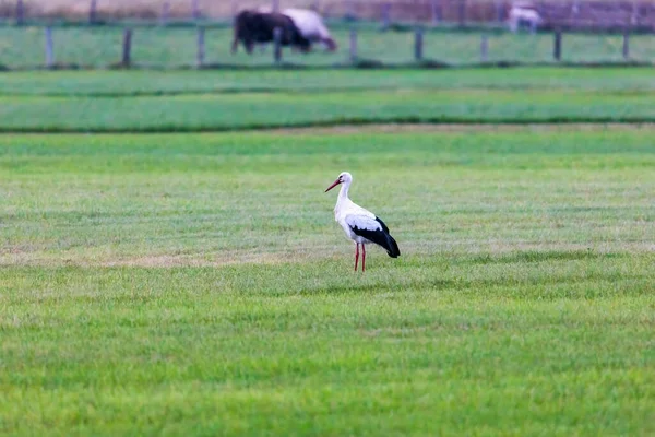 白鹤在前往南方前在绿色草地上的一只白鹤 — 图库照片