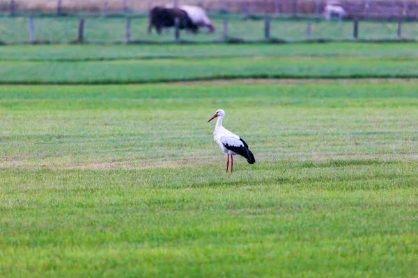 Una Cigüeña Blanca Prado Verde Antes Salida Hacia Sur —  Fotos de Stock