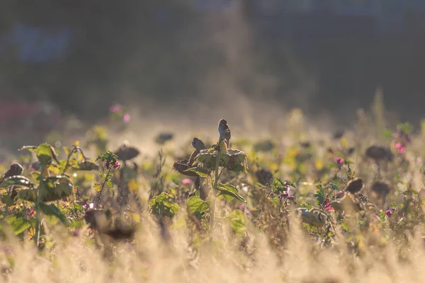 Mussen Foerageren Een Vervaagde Zonnebloem Met Veel Zaden Een Zonnebloemenveld — Stockfoto