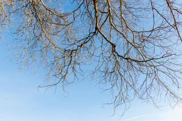 Bare Branches Tree Winter Blue Sky — Stock Photo, Image