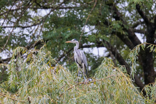 A gray heron sits in the rain on the branch of a weeping willow tree