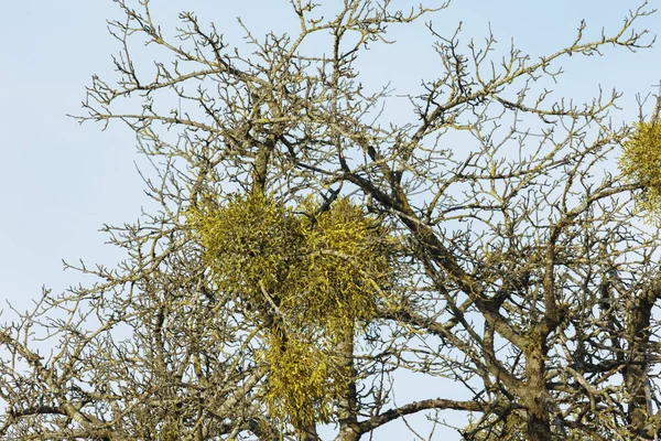 Old Tree Overgrown Mistletoe Winter Bare Branches Meadow — Stock Photo, Image