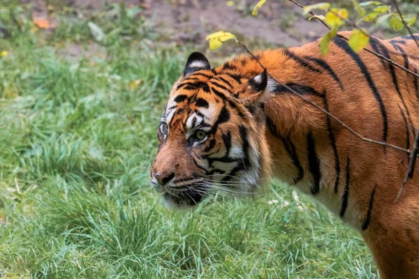 Portrait Beautiful Tiger Nature — Stok fotoğraf