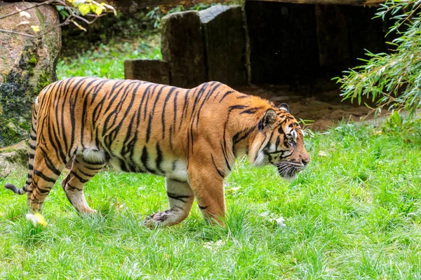 Gros Plan Portrait Tigre Dans Zoo — Photo