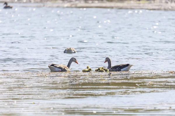 一个有着两只父母和五只小鸡的灰鹅家庭在水里游泳 — 图库照片