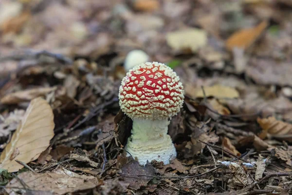 Taburetes Rojos Brillantes Suelo Del Bosque —  Fotos de Stock