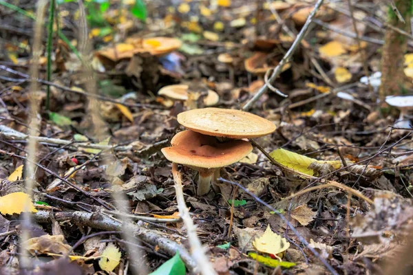Bunte Pilze Auf Dem Bemoosten Waldboden — Stockfoto