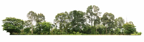 Gruppe Grüner Baum Isolieren Auf Weißem Hintergrund — Stockfoto