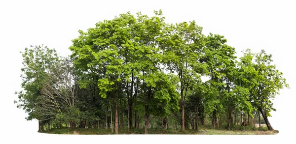 Gruppo Albero Verde Isolato Sfondo Bianco — Foto Stock