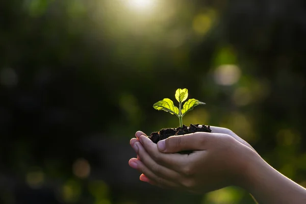 Hand Hand Mit Kleinem Baum Zum Pflanzen Konzept Welttag — Stockfoto