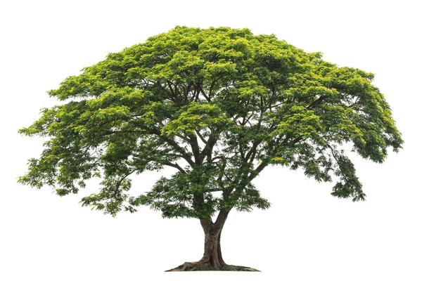 Stora Gröna Träd Isolat Vit Bakgrund — Stockfoto
