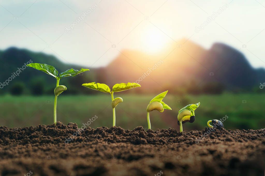 agriculture plant seedling growing step concept with mountain and sunrise background