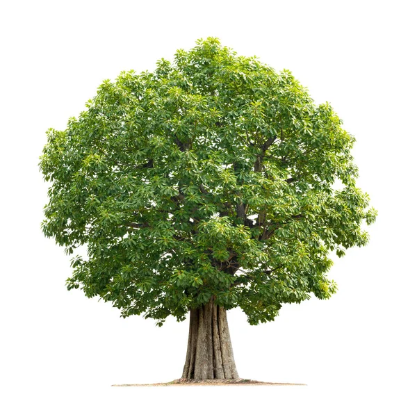 Grande Albero Isolato Sfondo Bianco — Foto Stock