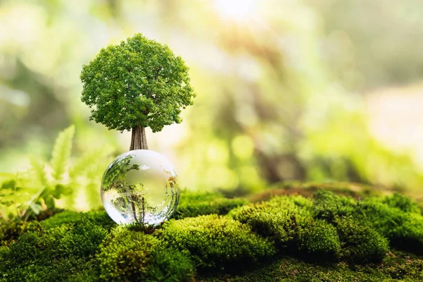 Růst Stromů Globálním Skle Přírodě Koncept Eco Earth Day — Stock fotografie