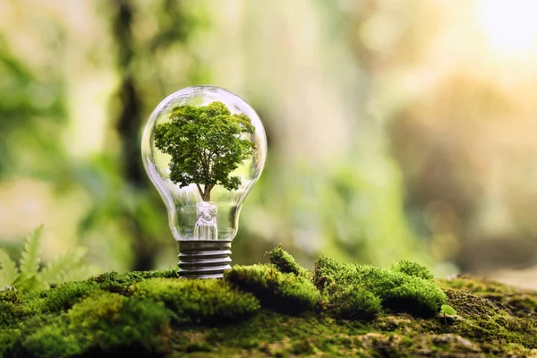 Boom Groeit Gloeilamp Met Zonneschijn Natuur Energiebesparing Ecologisch Concept — Stockfoto