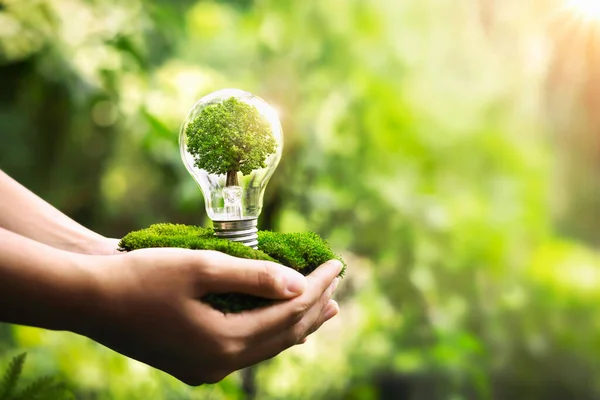 hand holding light bulb with tree growing and sunshine in nature. save energy and protect environment eco concept