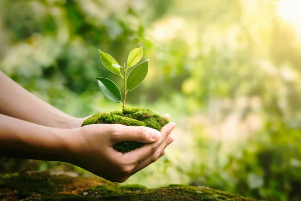 Hand Holdig Pflanze Wächst Auf Grünem Hintergrund Mit Sonnenschein — Stockfoto