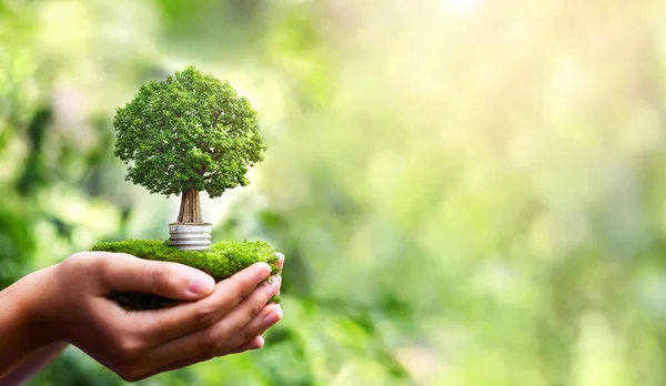 Hand Holding Light Bulb Tree Growing Sunshine Nature Energy Protect — Stock fotografie