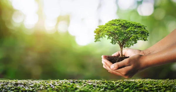 Hand Holdig Plant Growing Green Background Sunshine — стоковое фото