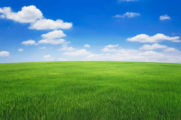 Green Grass Field Blue Sky White Cloud Nature Landscape Background Stock Image