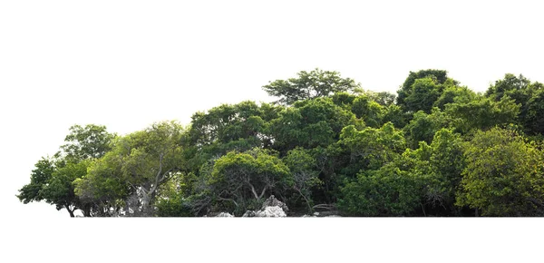 在白色背景上对绿树进行分类隔离 — 图库照片