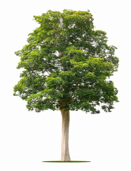 Велике Дерево Ізольоване Білому Тлі — стокове фото