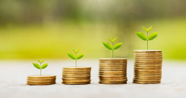 Money Growing Step Tree Sunrise Concept Finance Accounting — Stock Photo, Image