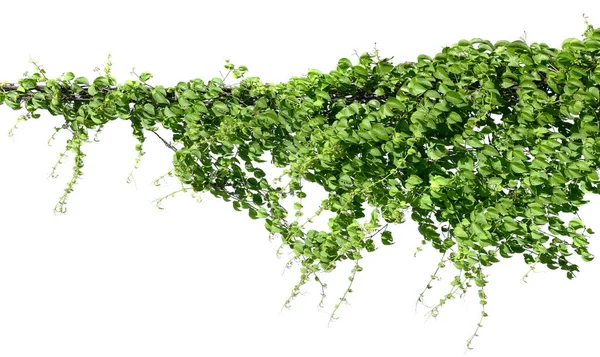 Efeu Pflanze Isolieren Auf Weißem Hintergrund — Stockfoto