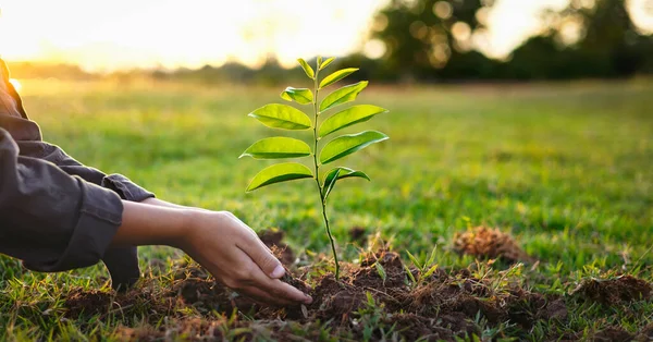 Menschen Hände Pflanzung Kleiner Baum Sonnenuntergang Konzept Erde Retten — Stockfoto