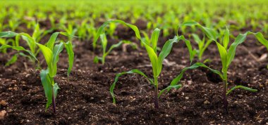 Kırsalda gün batımlı mısır tarlası