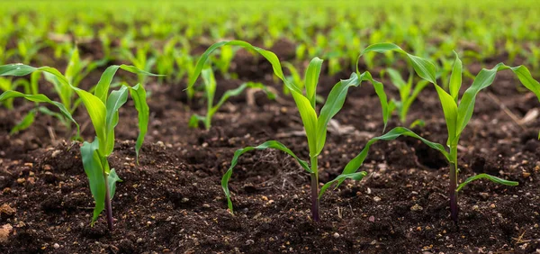 Corn Field Sunset Countryside — Stock Photo, Image