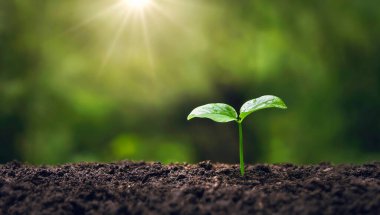 young tree growing in garden with sunrise. eco concept earth day