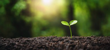 young tree growing in garden with sunrise. eco concept earth day