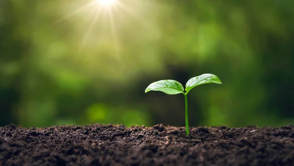 young tree growing in garden with sunrise. eco concept earth day