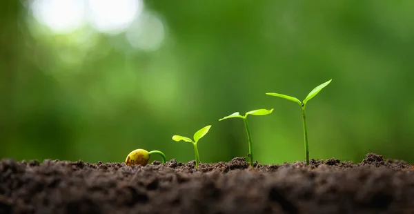 Young Tree Growing Garden Sunrise Eco Concept Earth Day — Stockfoto