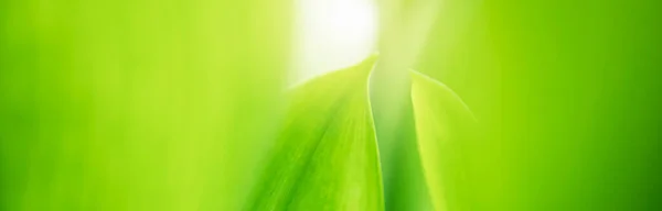 Nature Green Leaf Environment Ecology Greenery Wallpaper —  Fotos de Stock