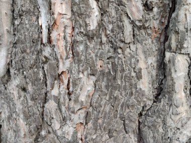 Çatlak çam ağacı kabuğu dokusu. Eski ağaç arkaplanı.
