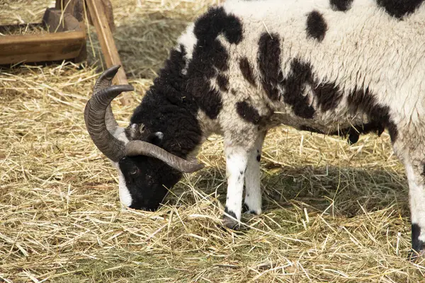 Goat with three horns eating straw on the farm. Gene mutation in an animal — Stock Photo, Image