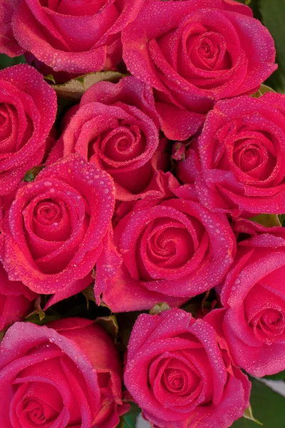 Gyönyörű rózsa háttér cseppek víz szirmok. — Stock Fotó