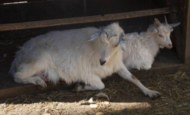 Çiftlikteki hayat. İki beyaz Capra hircus gölgede yatıyor. Evcil keçiler
