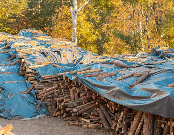 ログヤード工業と環境の背景。木材の質感. — ストック写真