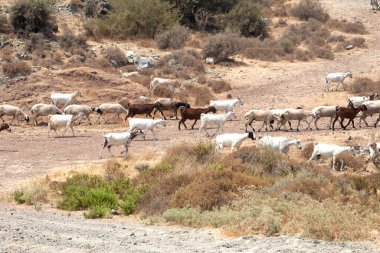 Dağlık arazideki yolda dağ keçisi sürüsü. Otlayan hayvanlar.