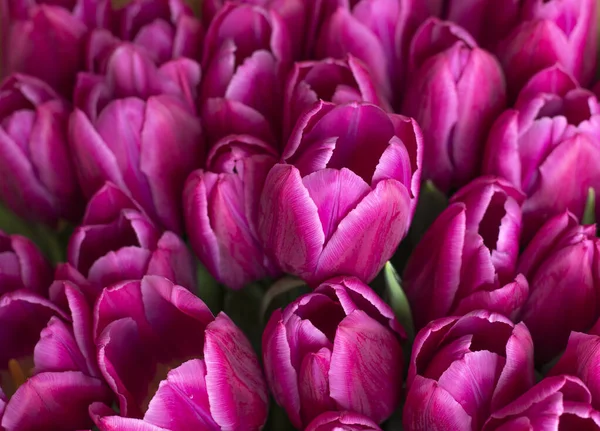 Pink Tulip varieties Barcelona close-up. fresh bouquet of tulip buds. — Stock Photo, Image