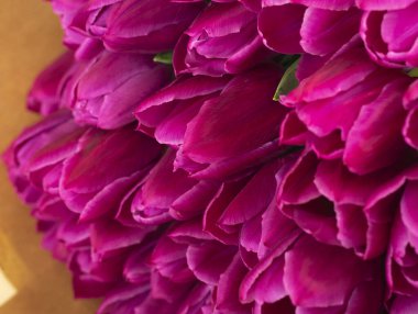 Pembe lale çeşitleri Barselona yakın çekim. Taze lale tomurcukları..