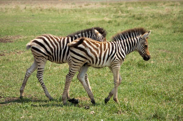 Selective focus. Little zebra children play in the savannah. — Stock Photo, Image