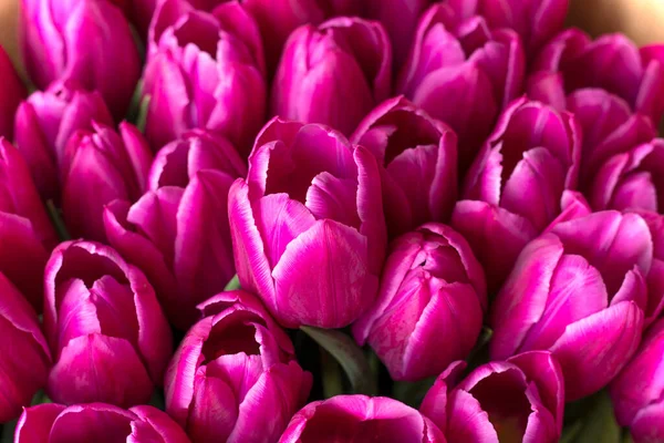 Pink Tulip varieties Barcelona close-up. fresh bouquet of tulip buds. — Stock Photo, Image