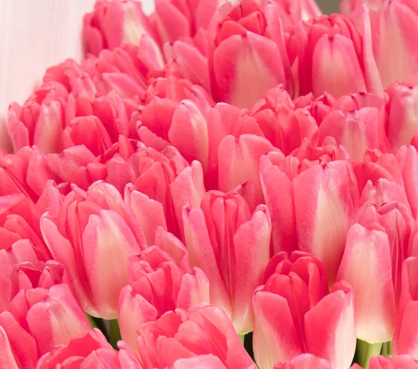 Pink Tulip varieties Dreamland close-up. fresh bouquet of tulip buds. — Stock Photo, Image